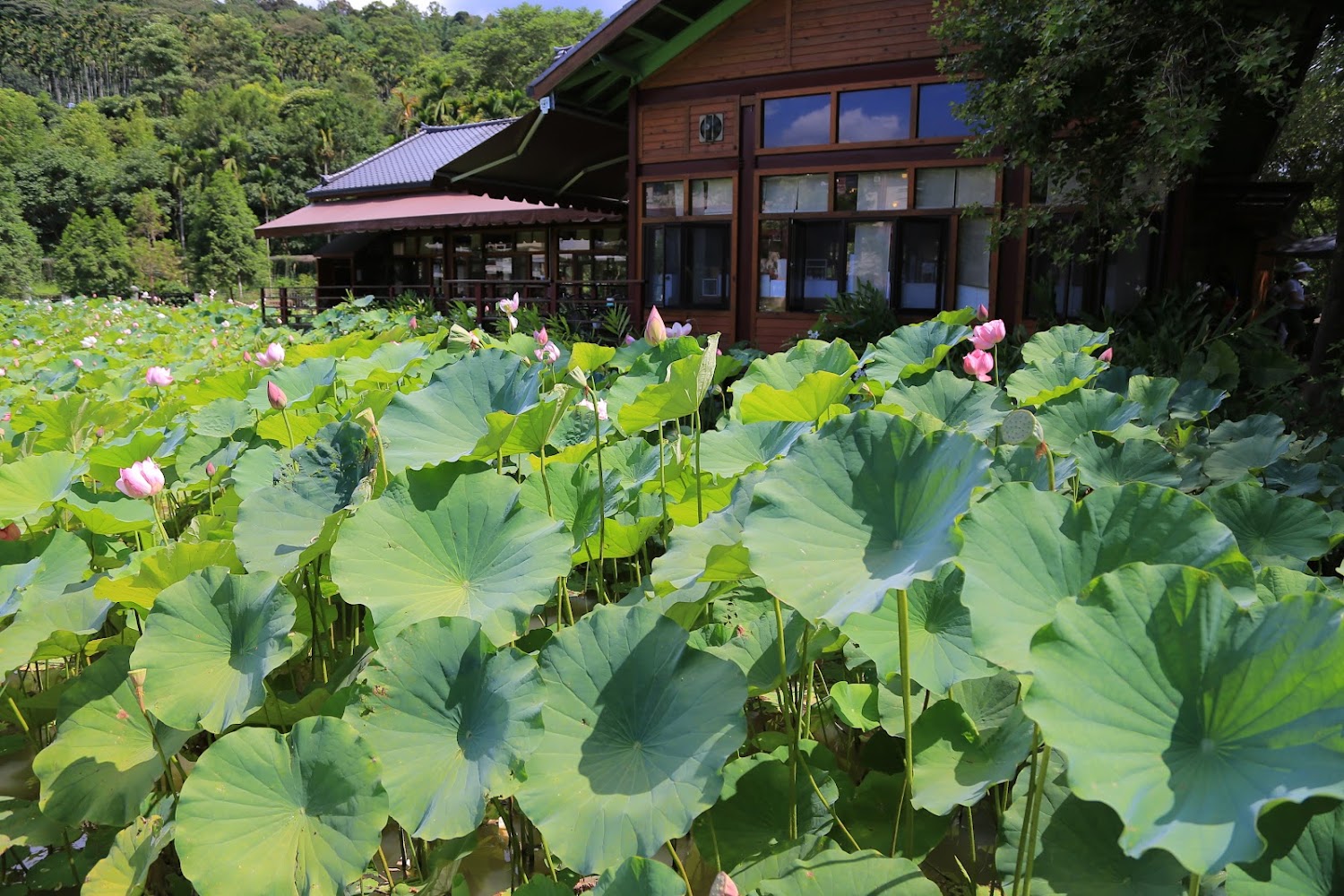 大片盛開的蓮花池,池畔有木造建築,背景是綠樹山丘