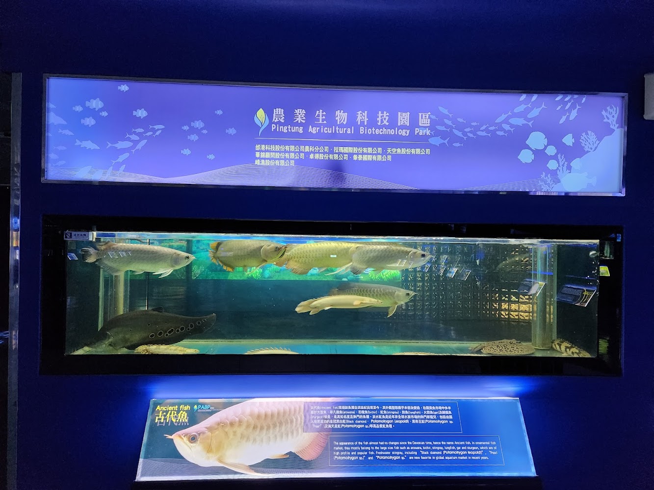 大型觀賞魚展示缸