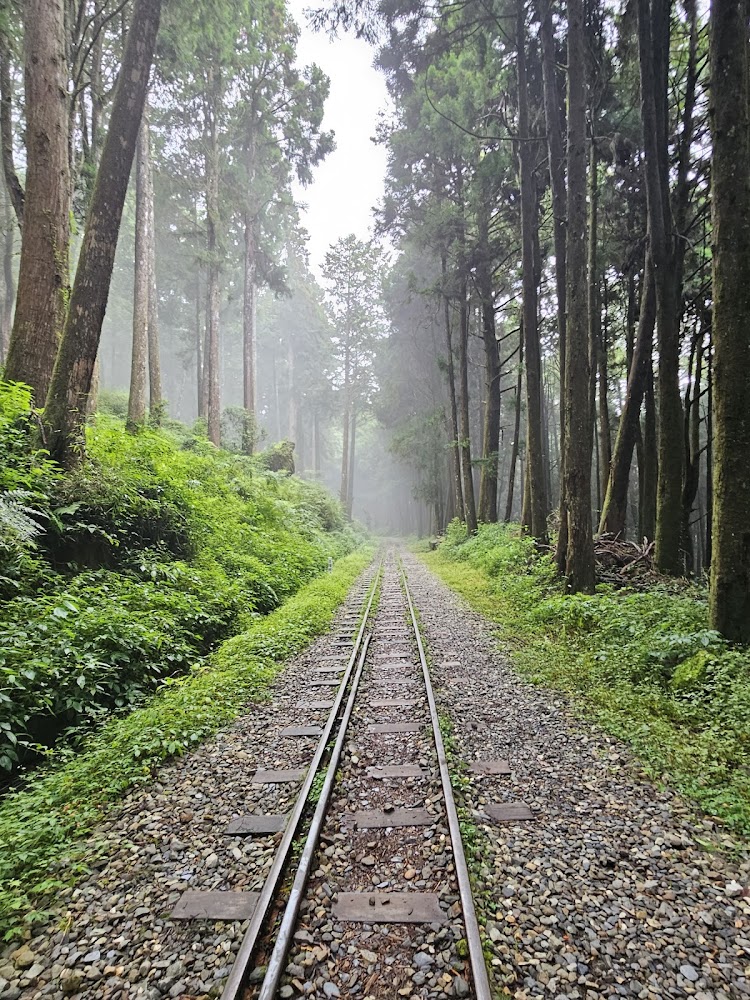 阿里山森林中的小型鐵道路線