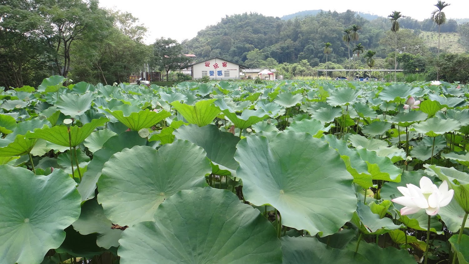 大片荷花池,背景有山林和建築物