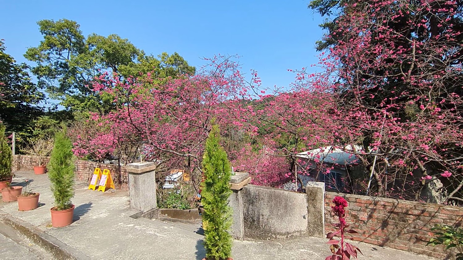 盛開櫻花樹與前景盆栽、小屋景象