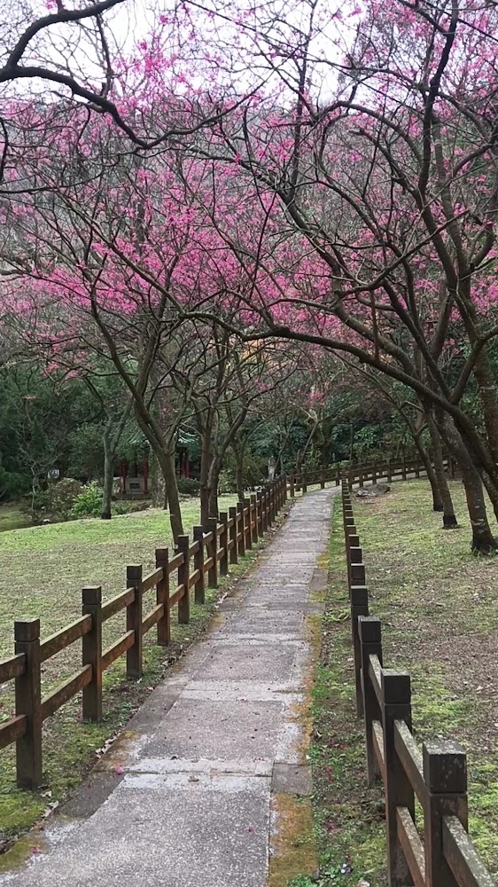 後山公園櫻花步道