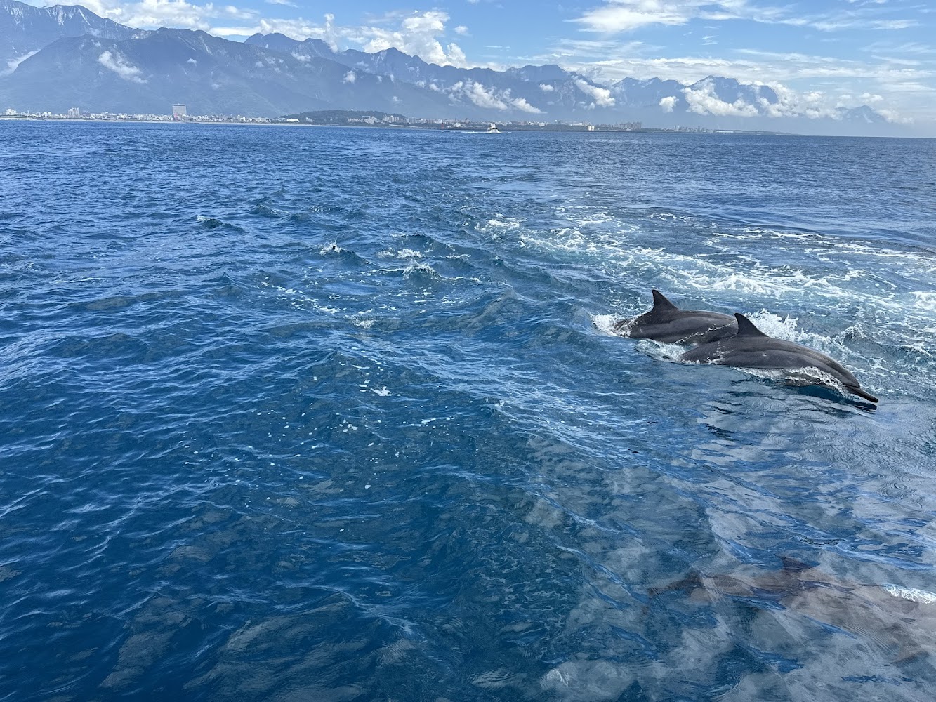 兩隻海豚在海面上游動的畫面