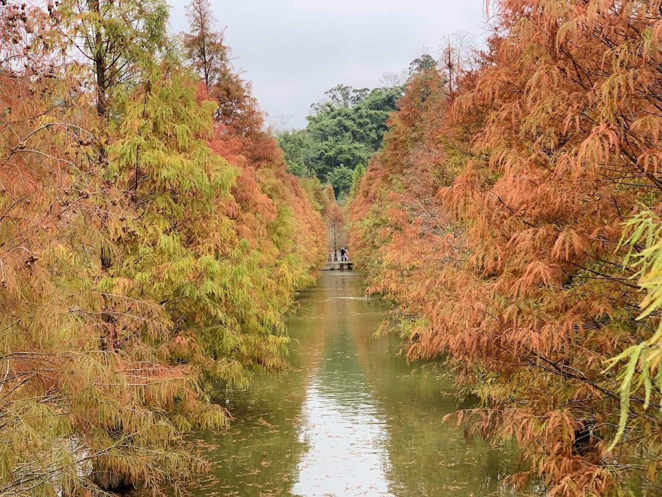 苗栗落羽松秘境水道與紅葉景觀
