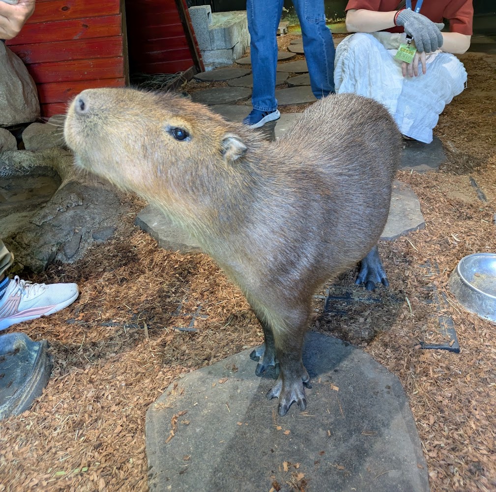 台灣昆蟲館新竹館水豚