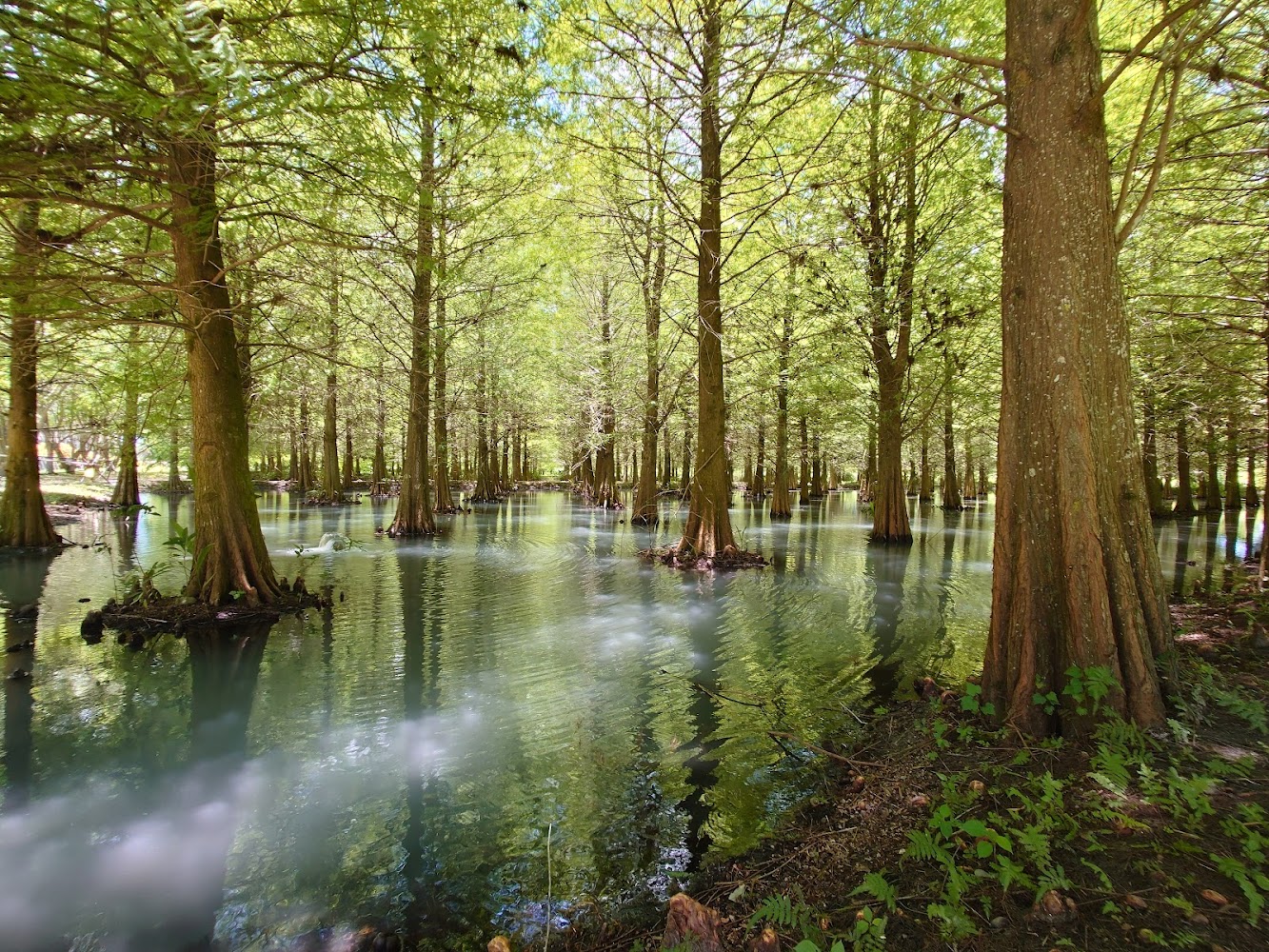 雲山水夢幻湖落羽松與水上森林景色