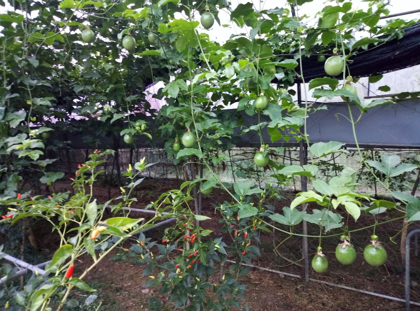 桃米社區安雲生態池百香果與蔬果植栽