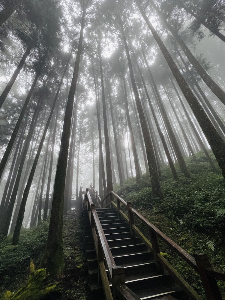 阿里山霧氣森林木造樓梯步道
