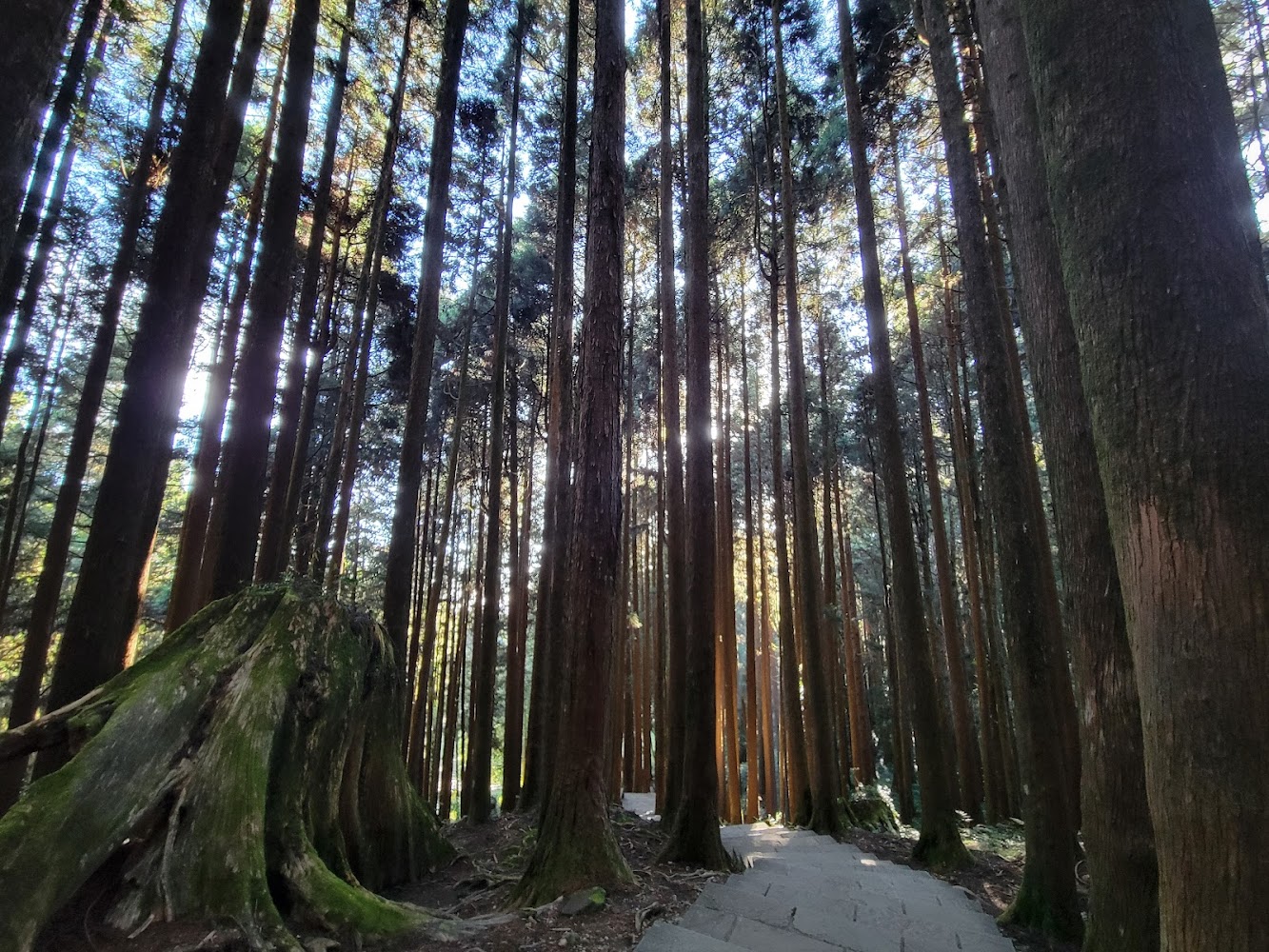 阿里山森林石階步道與巨大樹樁