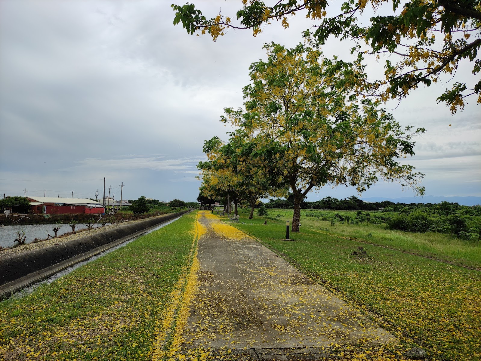 八掌溪舊堤走廊阿勃勒花瓣鋪路,嘉義義竹一日遊花季步道