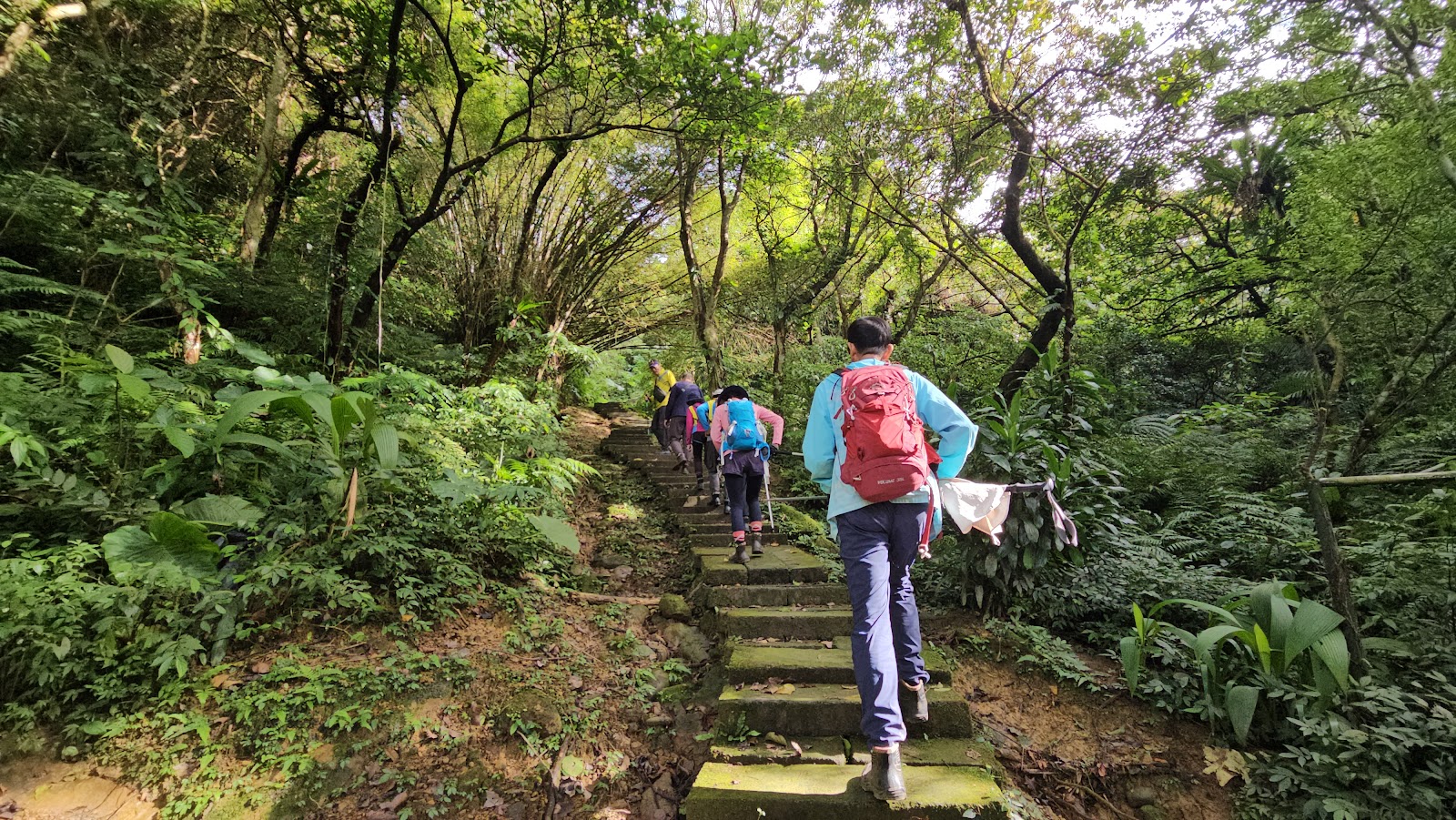 登山健行客走上朝山步道石階綠林兩側