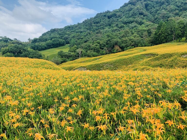 赤科山金針花海,整片起伏山丘橘黃色花浪,翠綠山峰為背景