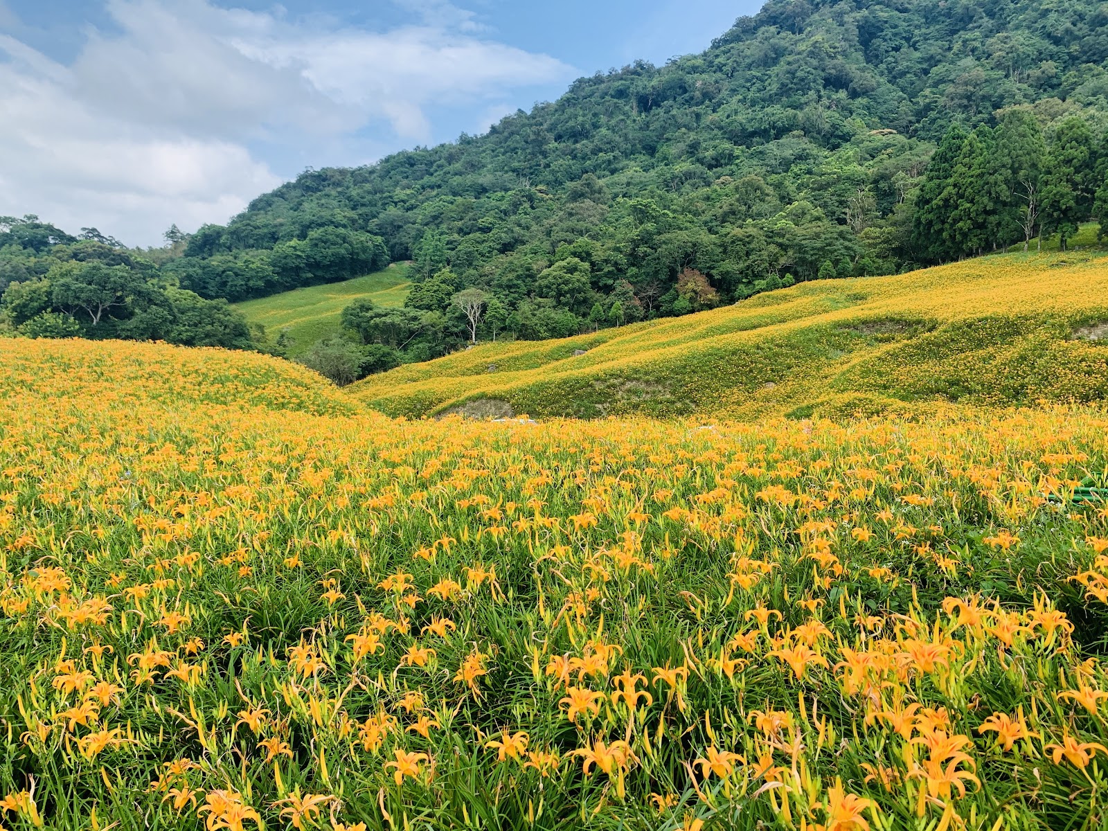 赤科山金針花海,整片起伏山丘橘黃色花浪,翠綠山峰為背景