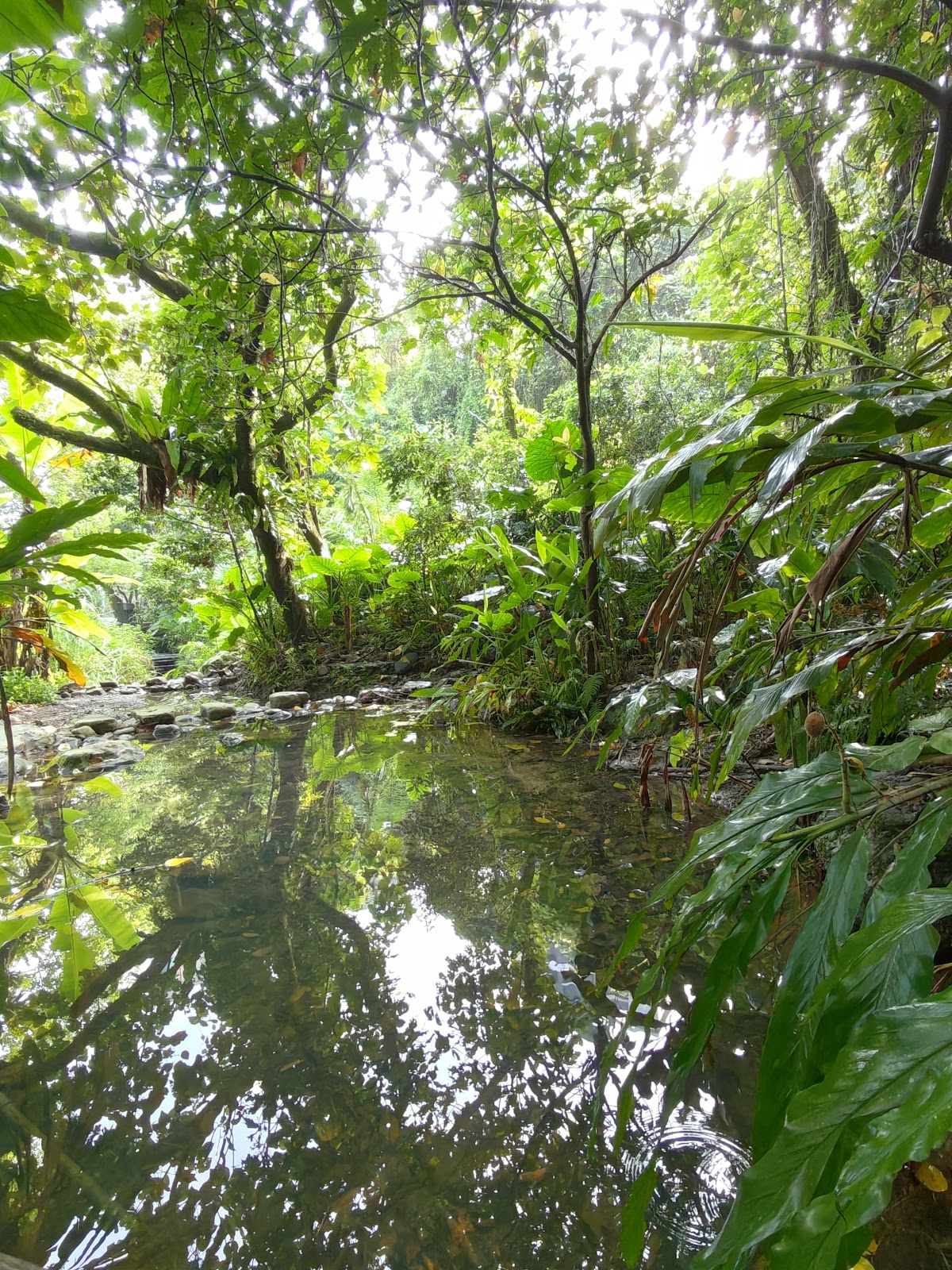 富陽自然生態公園水塘生態