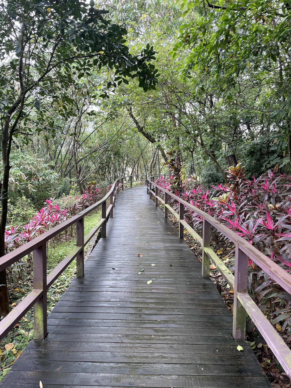 福州山公園木棧道花海