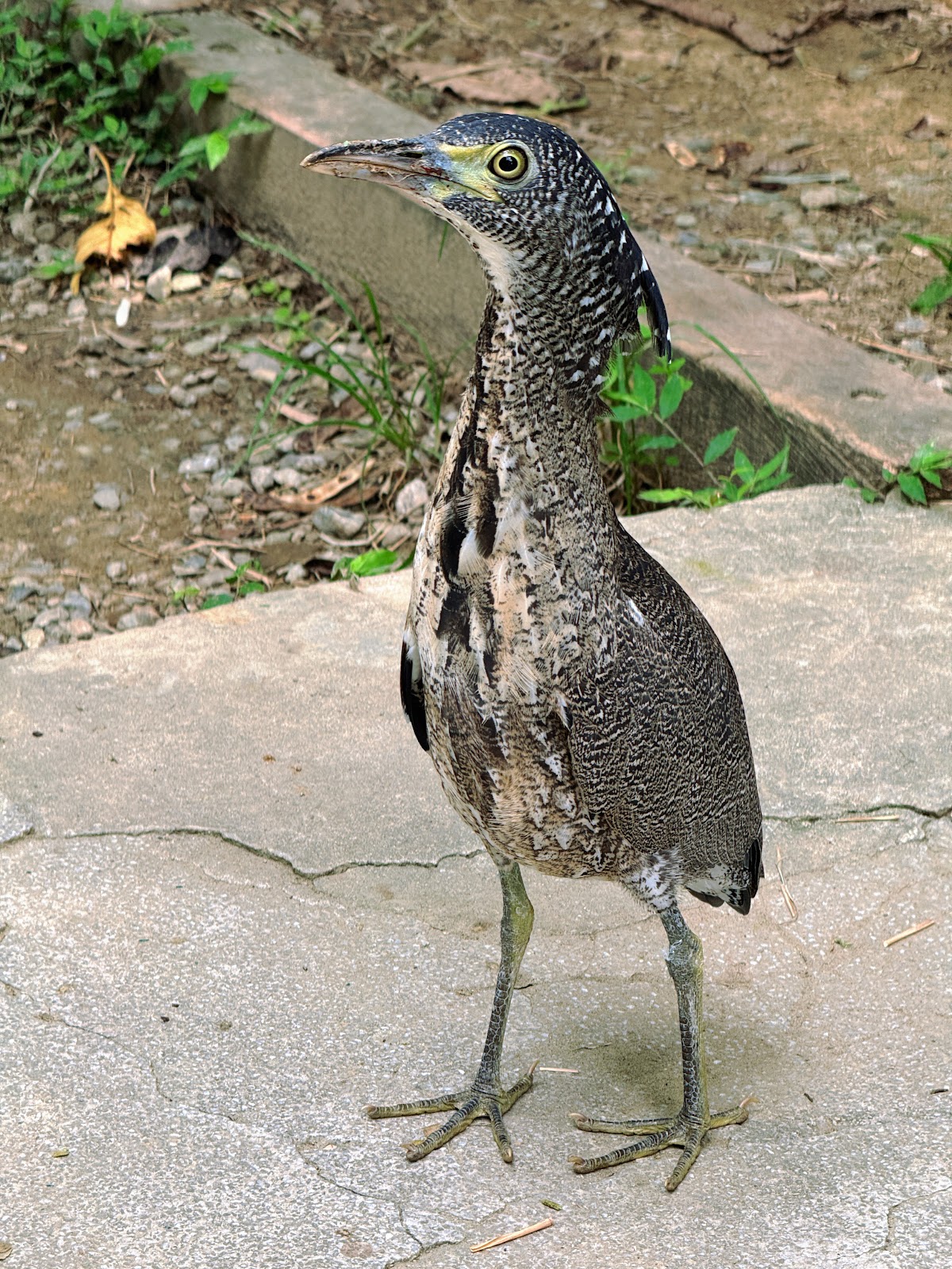 福州山公園夜鷺生態