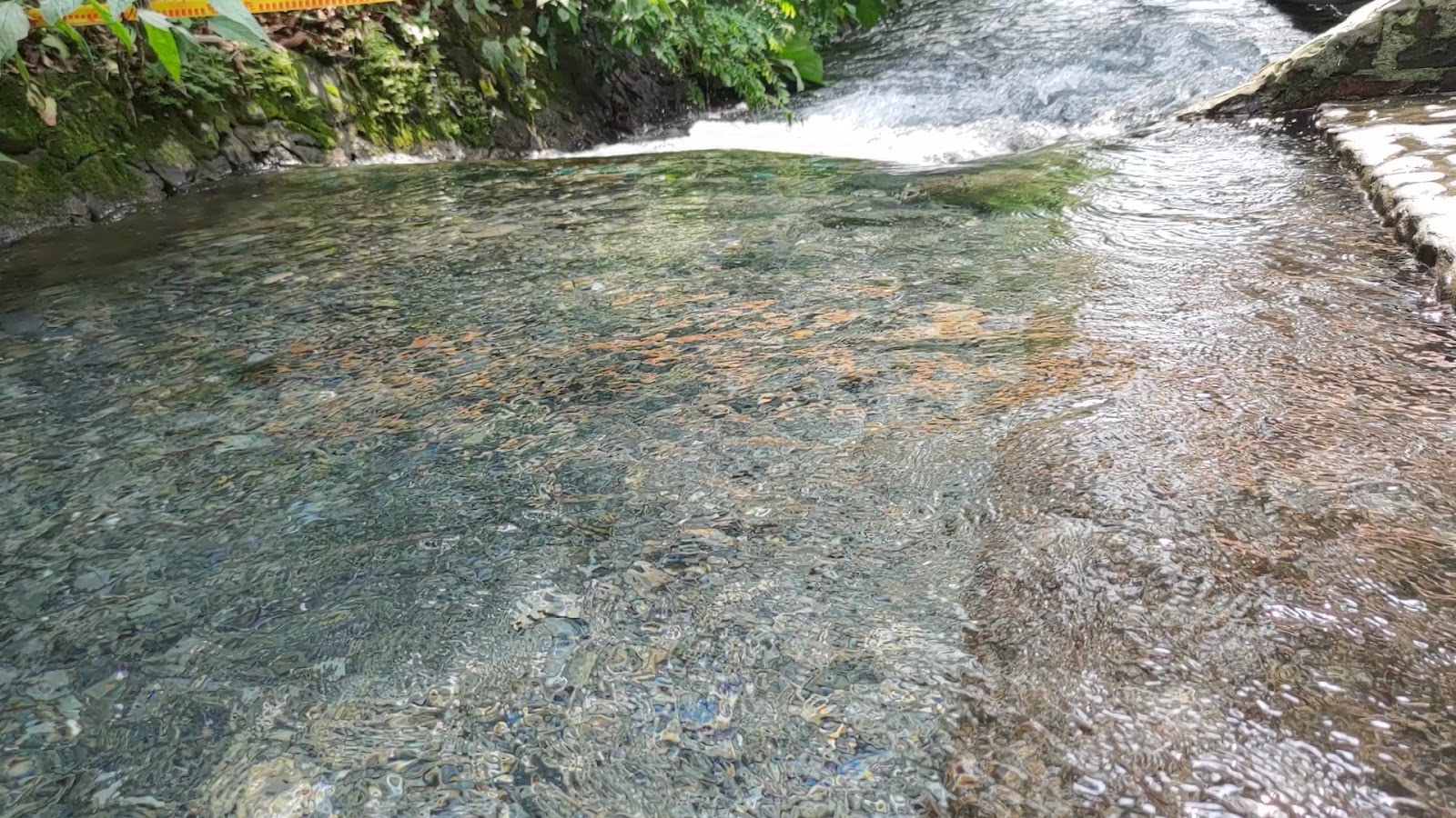 二峰圳水道旁林蔭步道，綠意盎然適合親子同遊