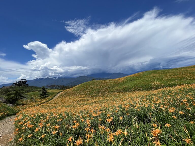 六十石山金針花海山坡全景，橙色花朵鋪滿山丘，觀景台隱現其中
