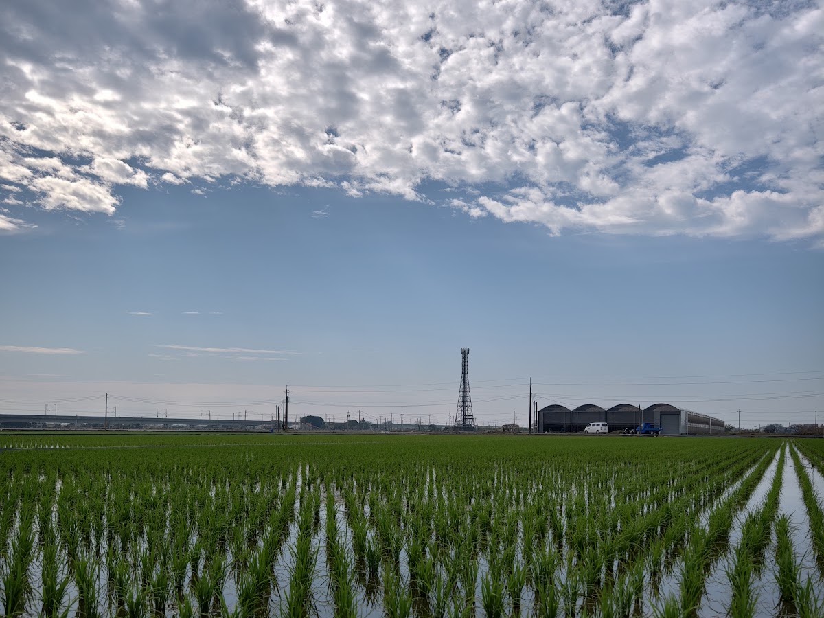 鹿東社區周邊翠綠稻田風光