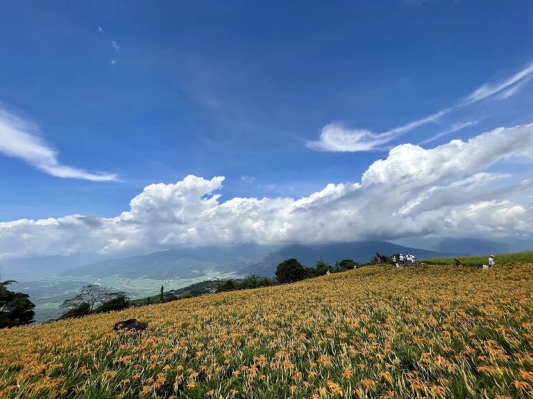 花東旅遊懶人包 8 個包車、海景、花海與賞鯨必排亮點一次看
