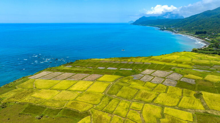 新社梯田|東部海岸國家風景區觀光資訊網