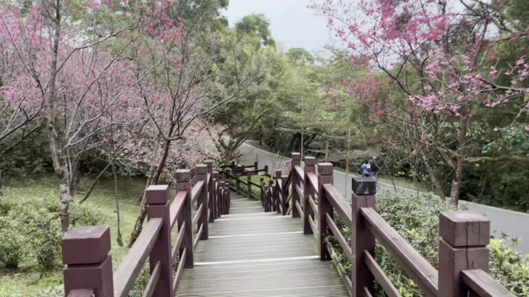 大同山櫻花林步道粉紅花況木棧道，新北樹林一日遊必訪賞櫻步道