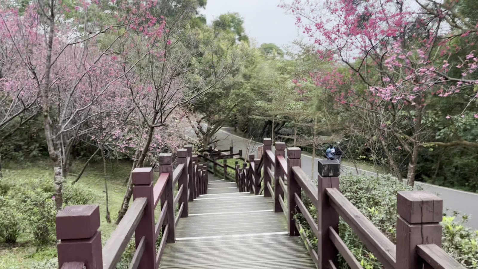大同山櫻花林步道粉紅花況木棧道，新北樹林一日遊必訪賞櫻步道