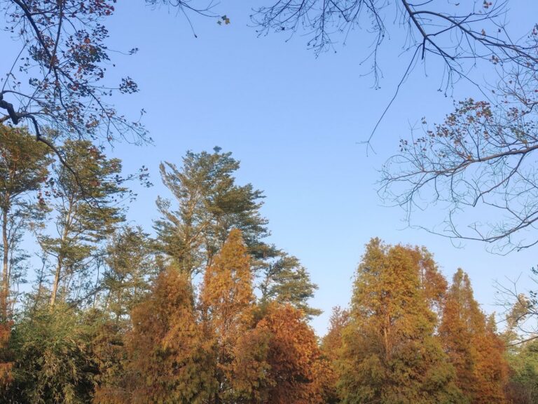 嘉義太保魚寮遺址秋色落羽松水面倒影