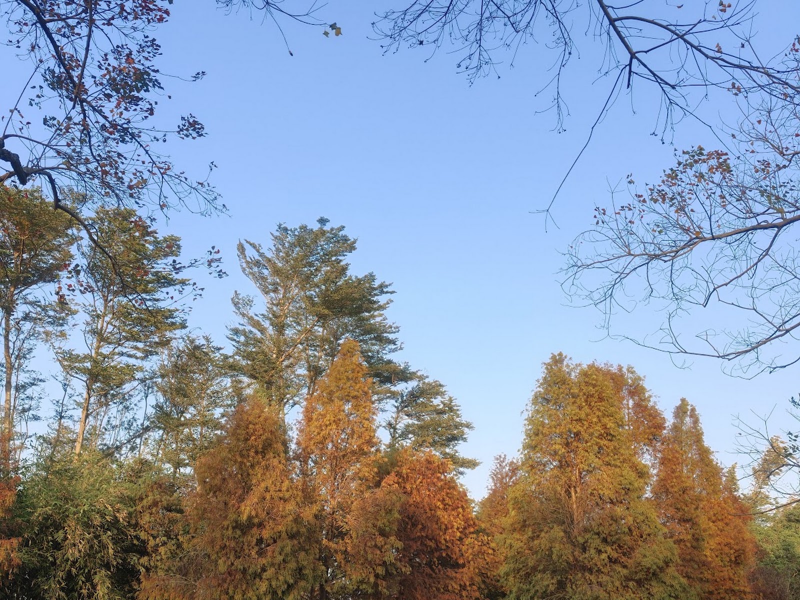 嘉義太保魚寮遺址秋色落羽松水面倒影