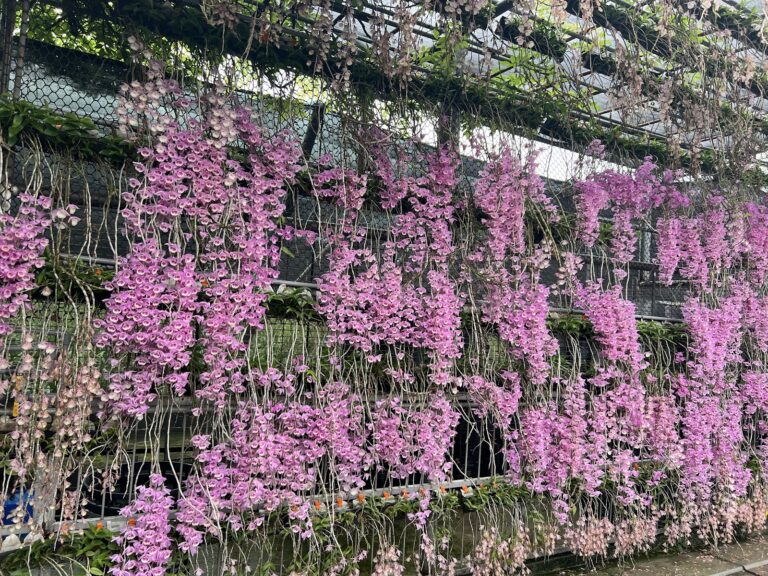 雲林莿桐一日遊 忠雲宮石斛蘭花瀑 2026