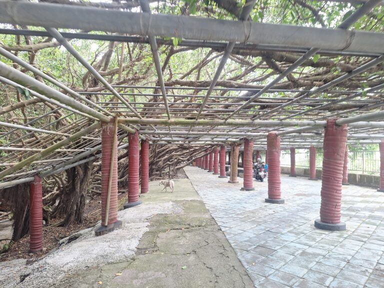 竹塘九龍大榕公鐵棚架下的綠色隧道走道，紅色鋼柱撐起氣根天花板