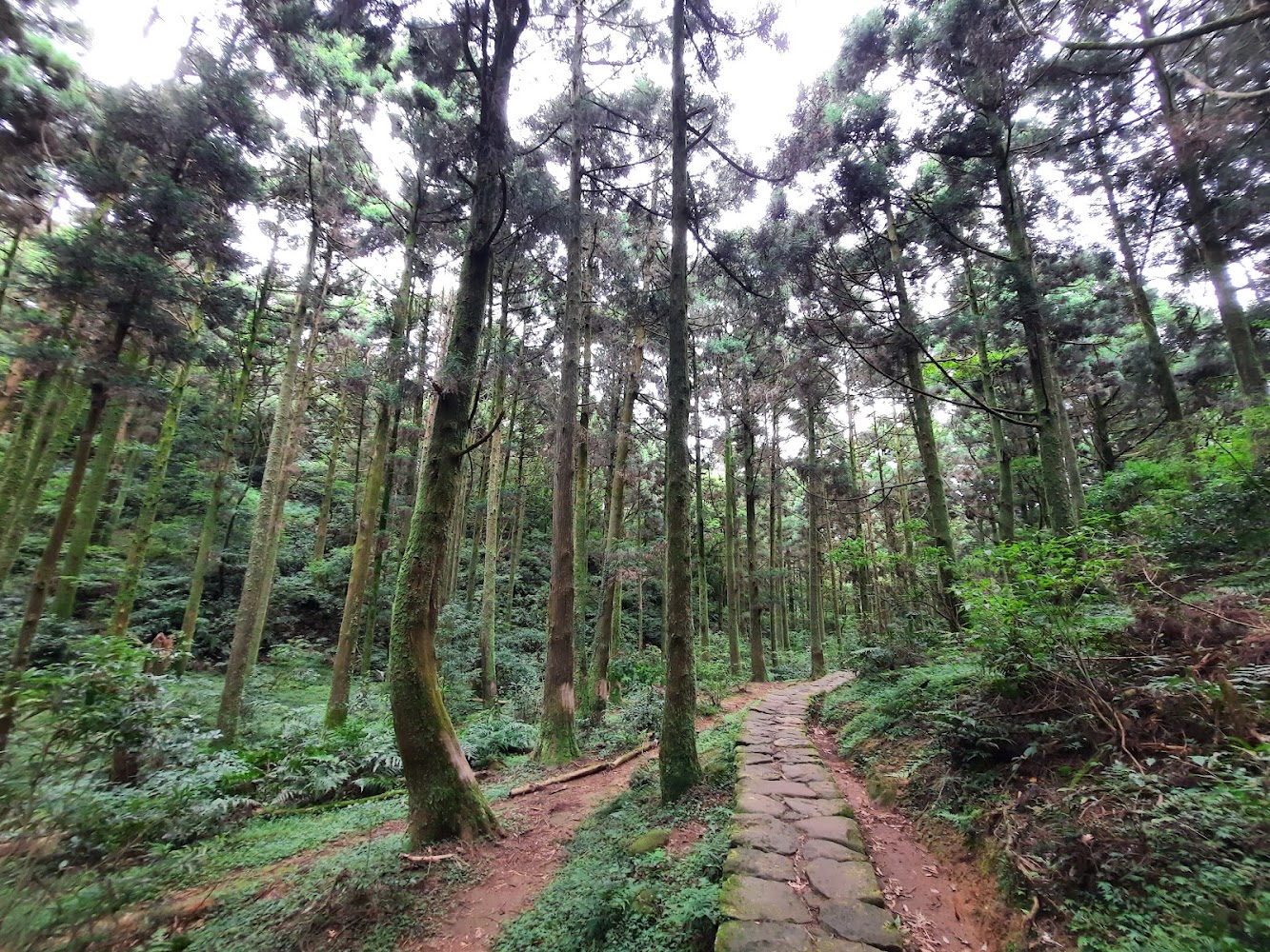 頂山石梯嶺步道森林石板路