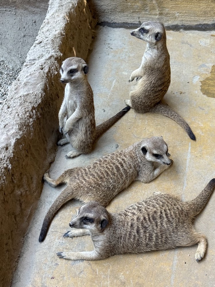 蘭陽動植物王國狐獴