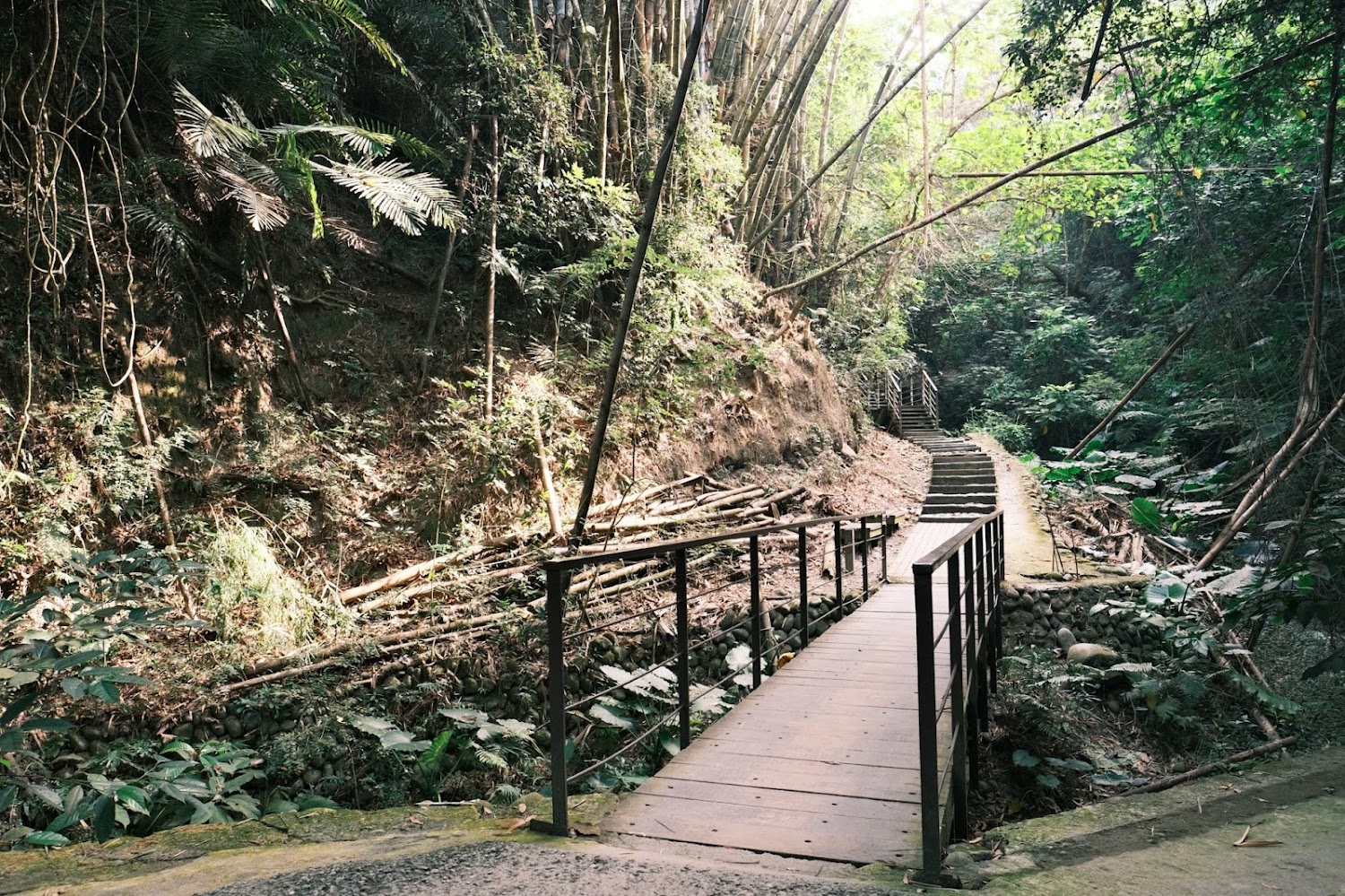 龍過脈森林步道木橋與森林溪流景觀