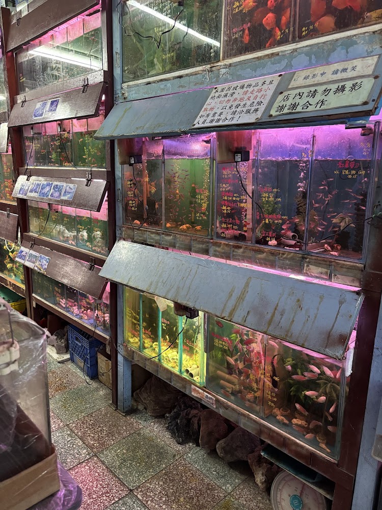 錦美水族園 店內魚缸