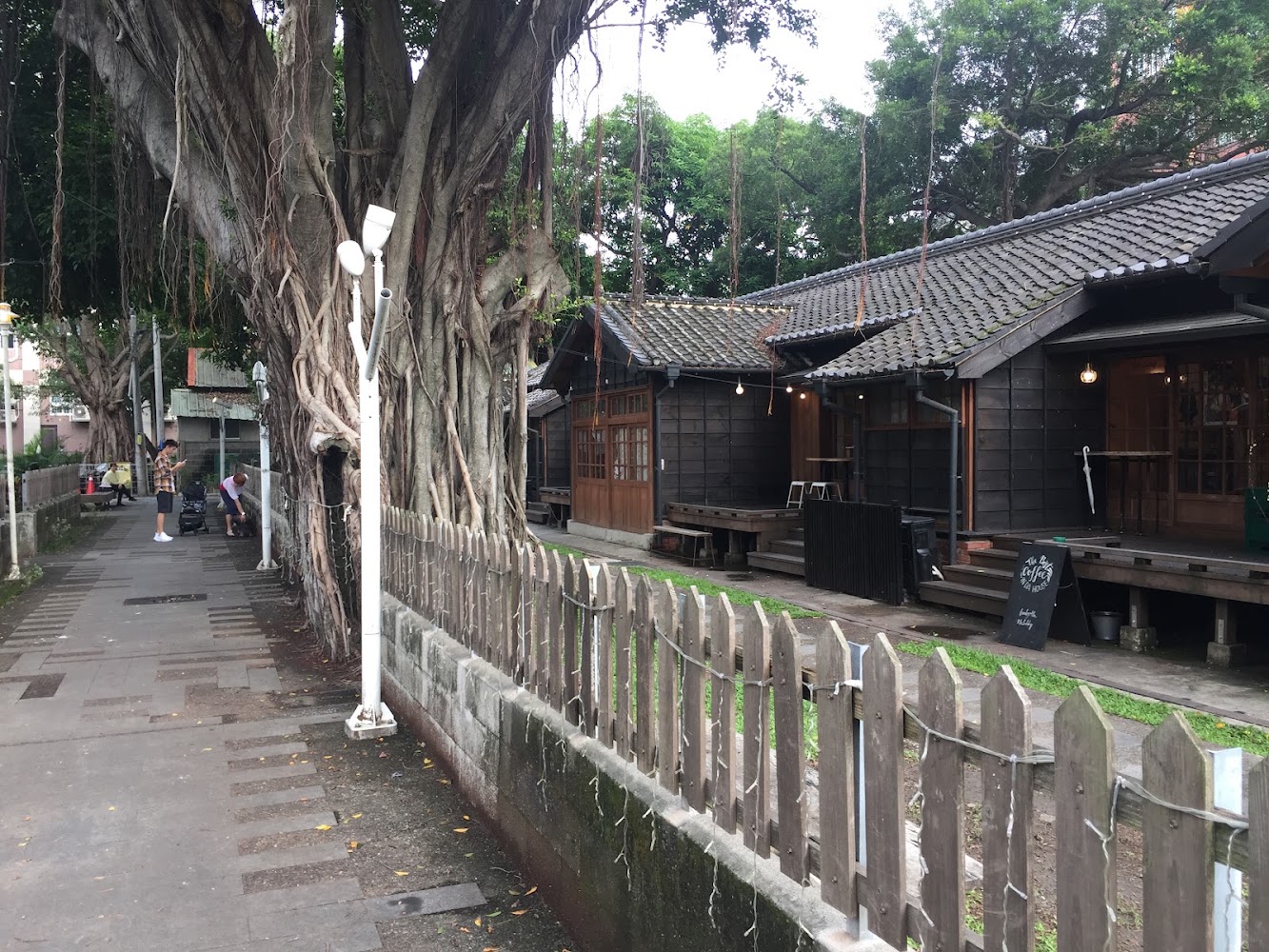 巨大樹木與老式木造建築,小徑和圍欄