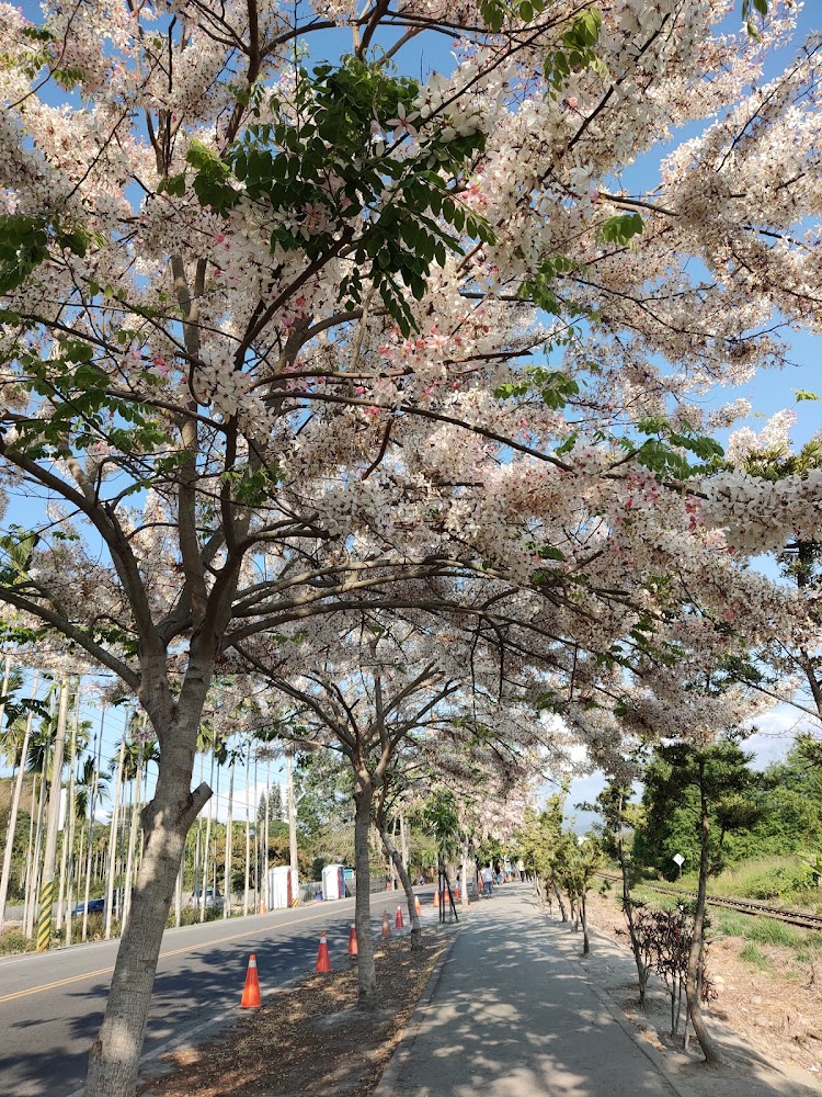 彰化粉白色花樹大道