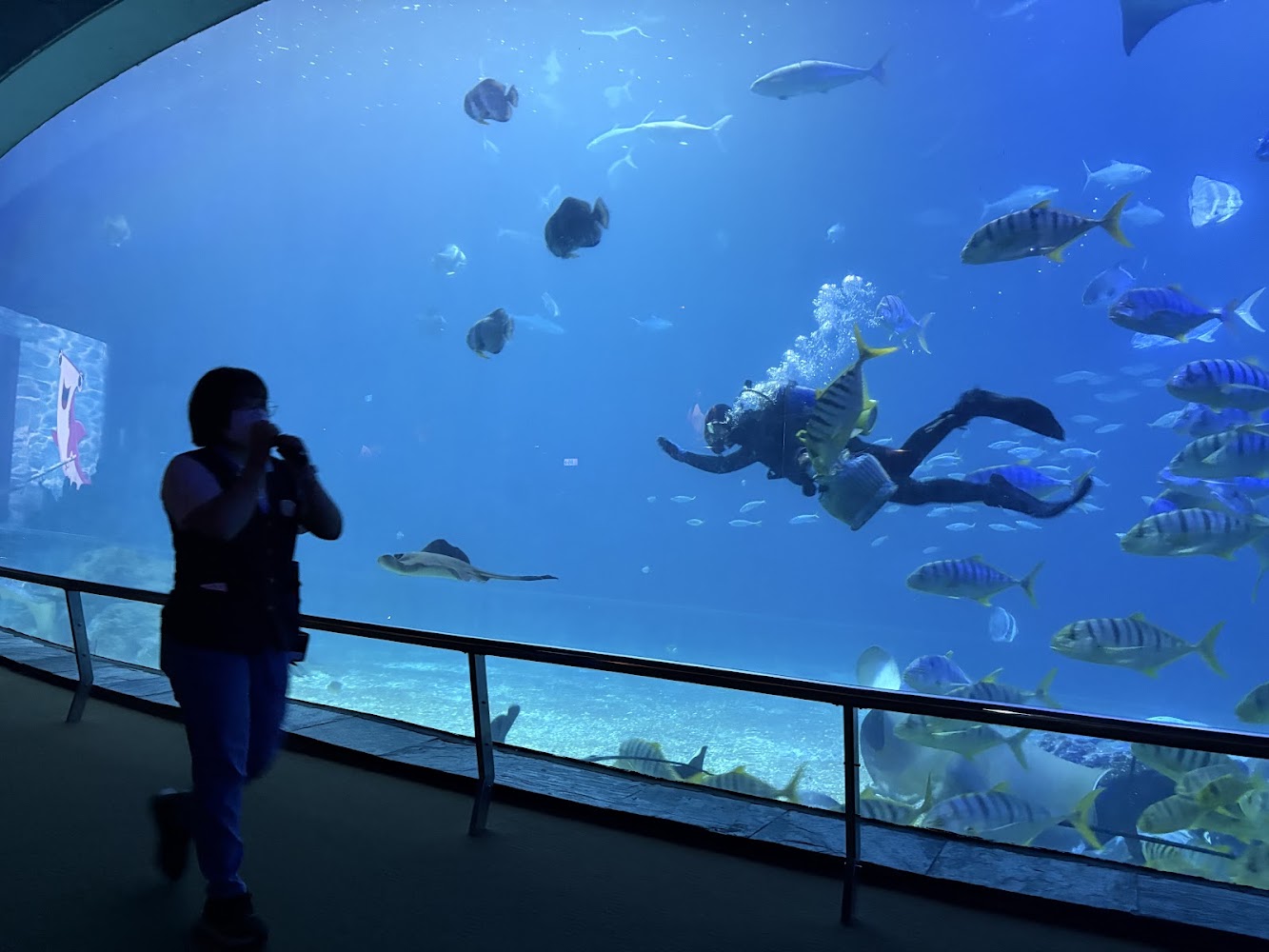 夜宿海生館潛水員與水族生物互動畫面