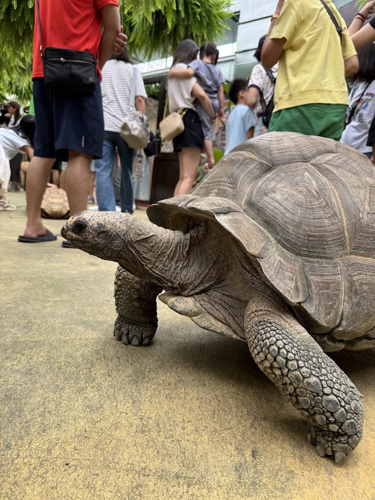 蘭陽動植物王國大型陸龜