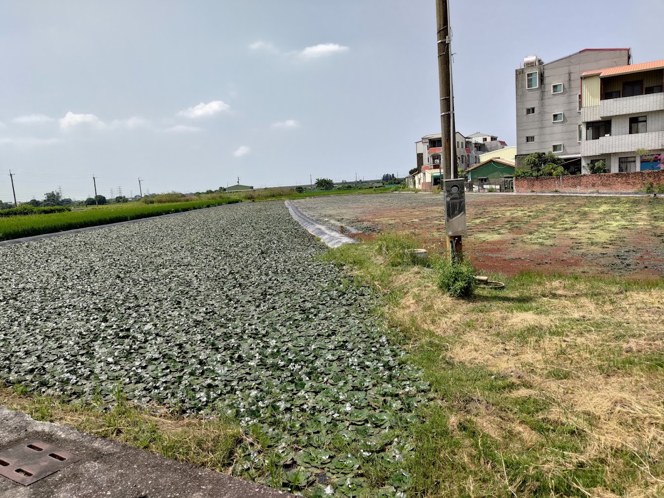 官田區荷田與周邊民宅景色
