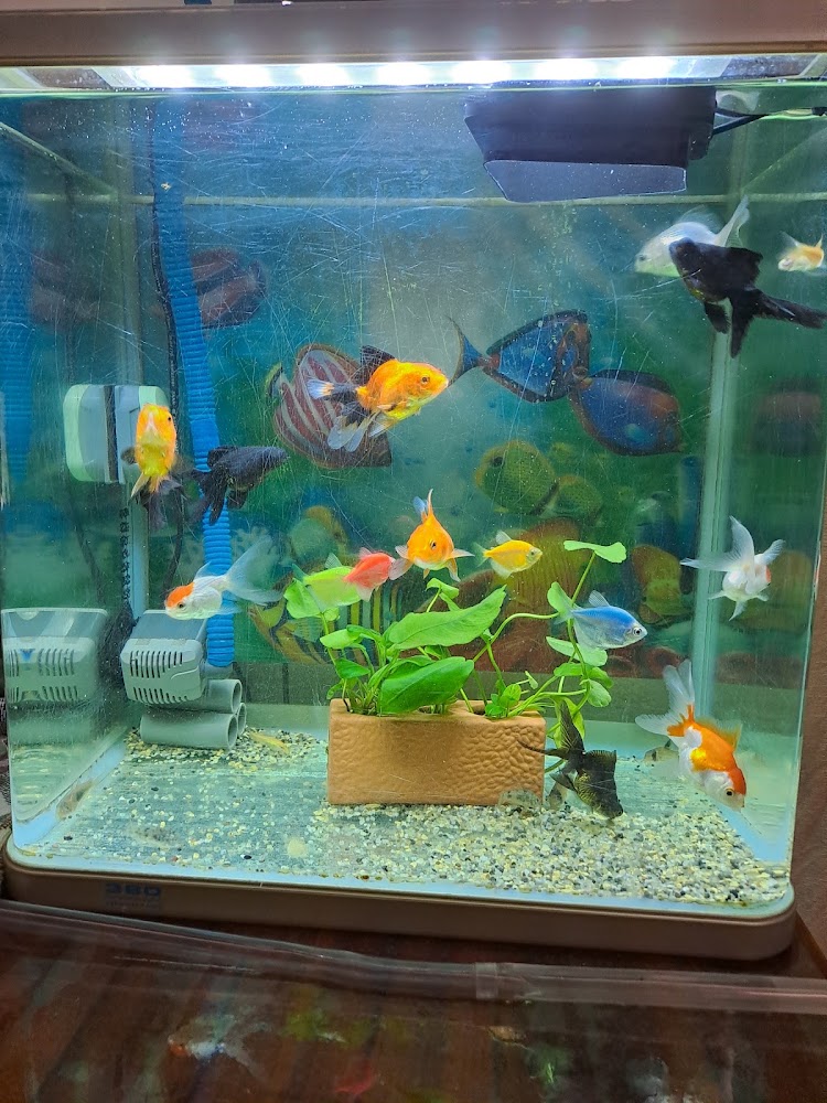 錦美水族園 金魚與熱帶魚