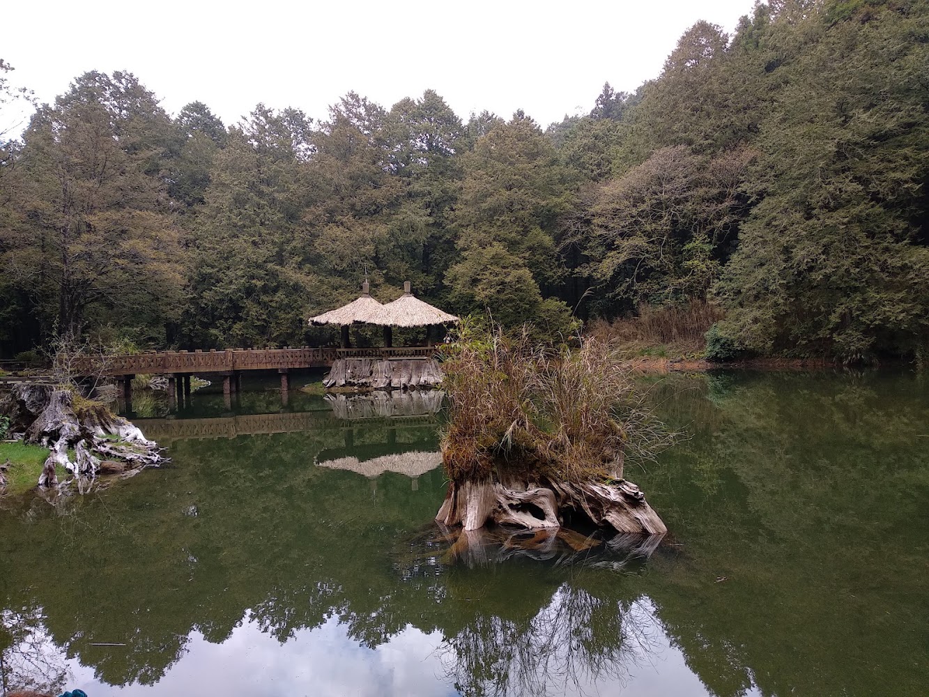 湖中央枯木與草叢的靜謐湖景