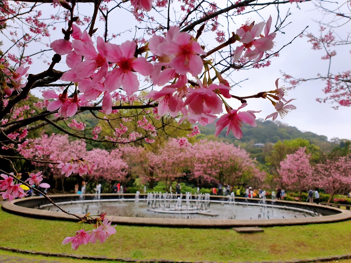 陽明山櫻花與噴水池