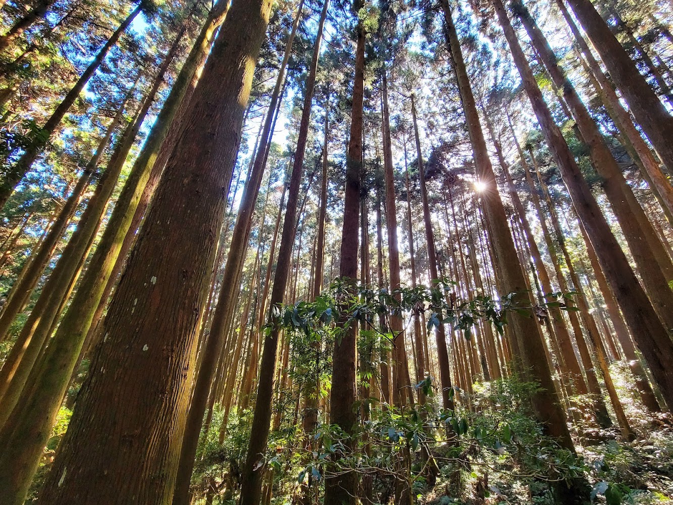 加里山高聳森林景觀