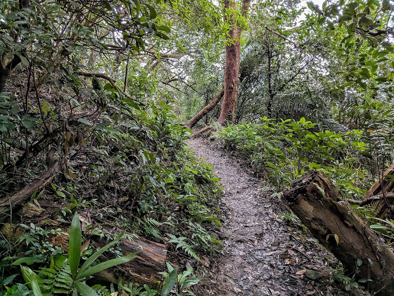 觀音山森林小徑與濕潤自然山林景觀