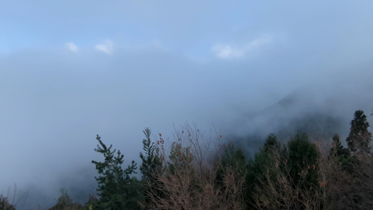 雲霧中的山林與針葉樹景色