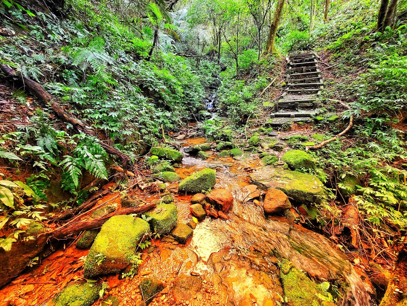 富民親水公園森林小溪