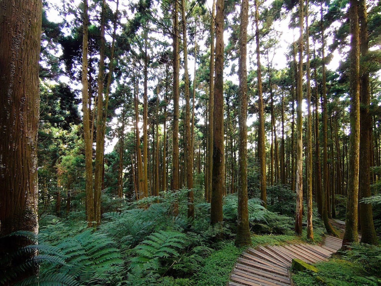 東眼山自導式步道柳杉林與木棧道