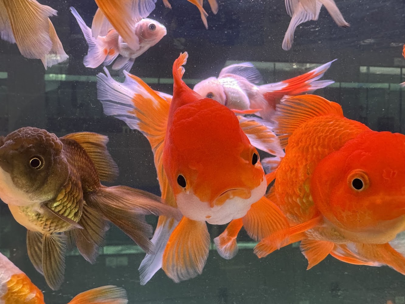 巷弄水族 金魚展示