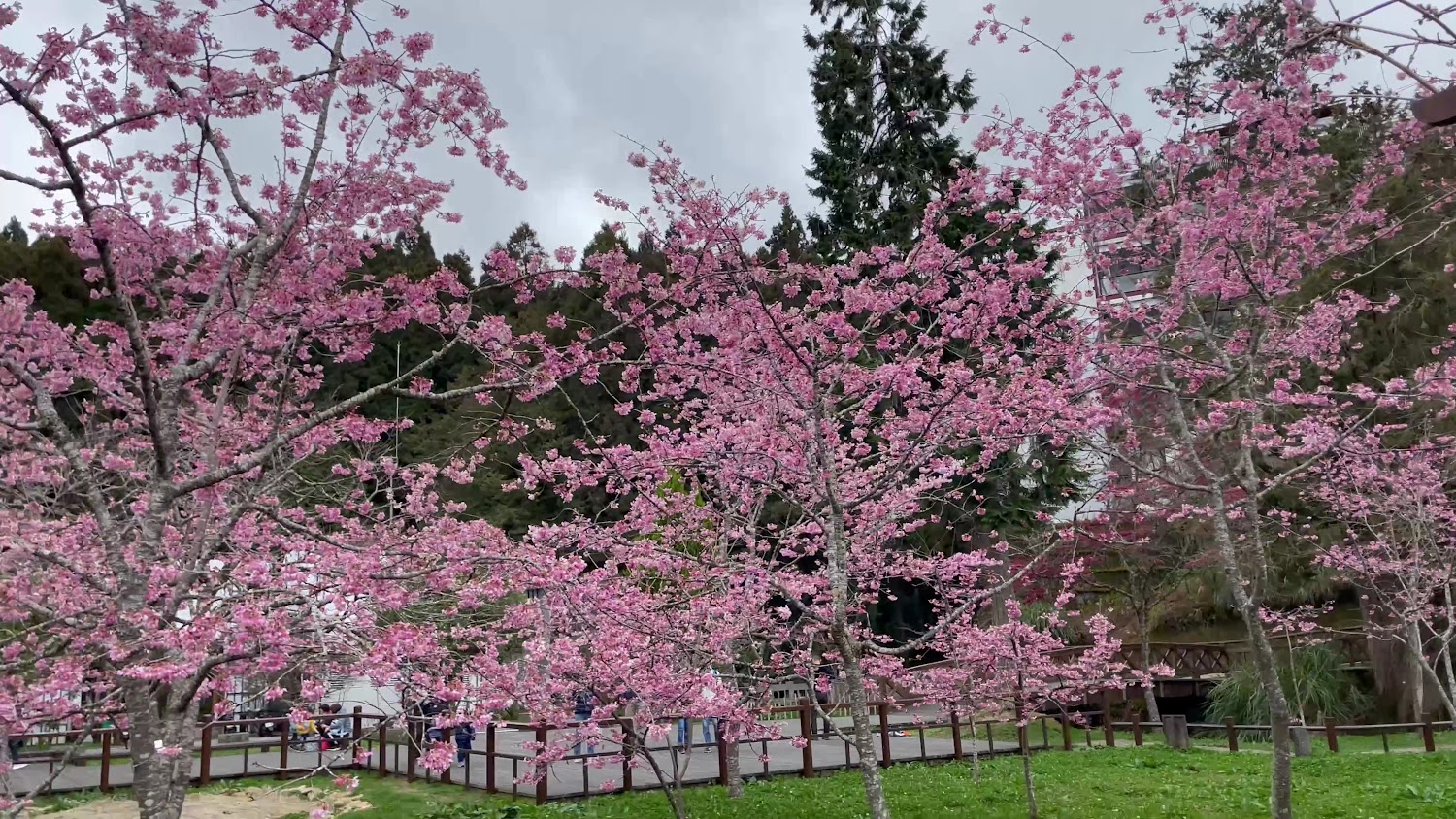 櫻花樹與森林背景